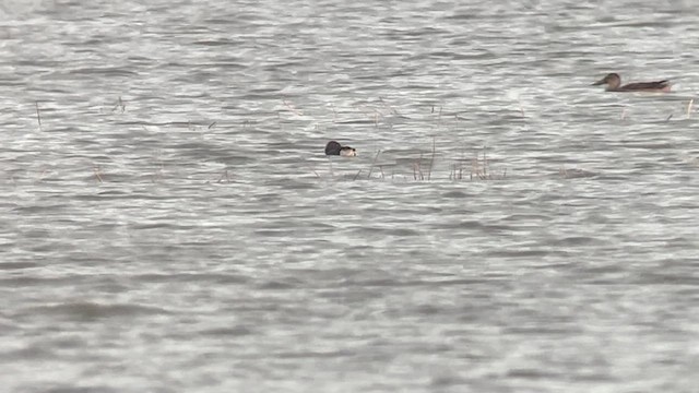 Чернь білоока - ML647218650