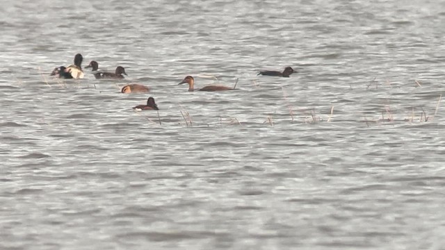 Чернь білоока - ML647218651