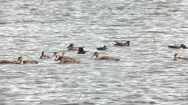 Чернь білоока - ML647218652