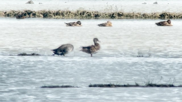 Нерозень - ML647218656