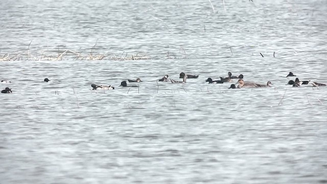 Чернь морська - ML647218660