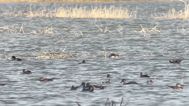 Чернь морська - ML647218661