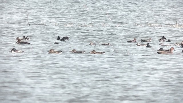 Чернь морська - ML647218662