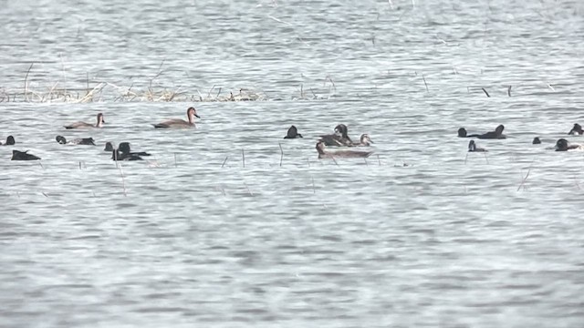 Чернь морська - ML647218663