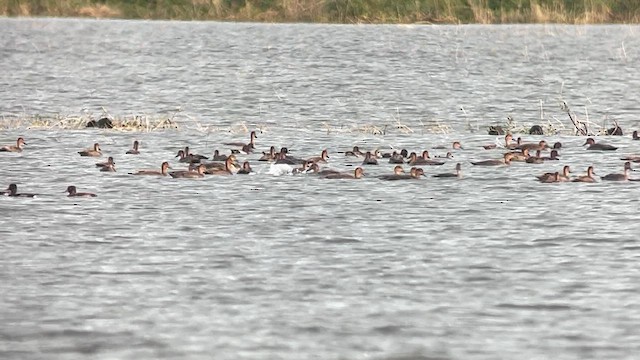 Крижень філіпінський - ML647218665