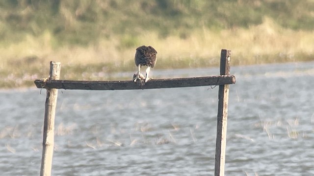 Скопа західна - ML647218667