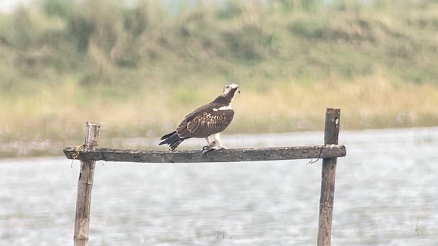 Скопа західна - ML647218668