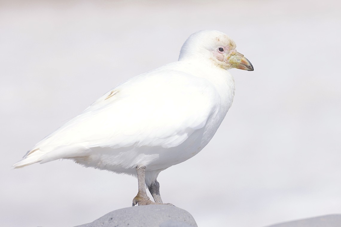 Snowy Sheathbill - ML647218678