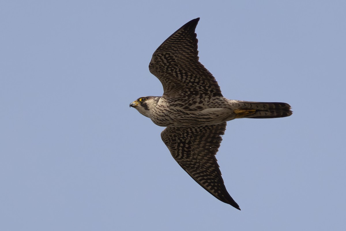 Peregrine Falcon - ML647218693