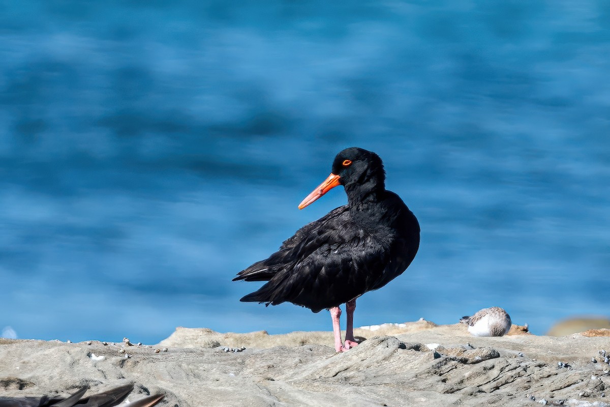 Sooty Oystercatcher - ML647218694
