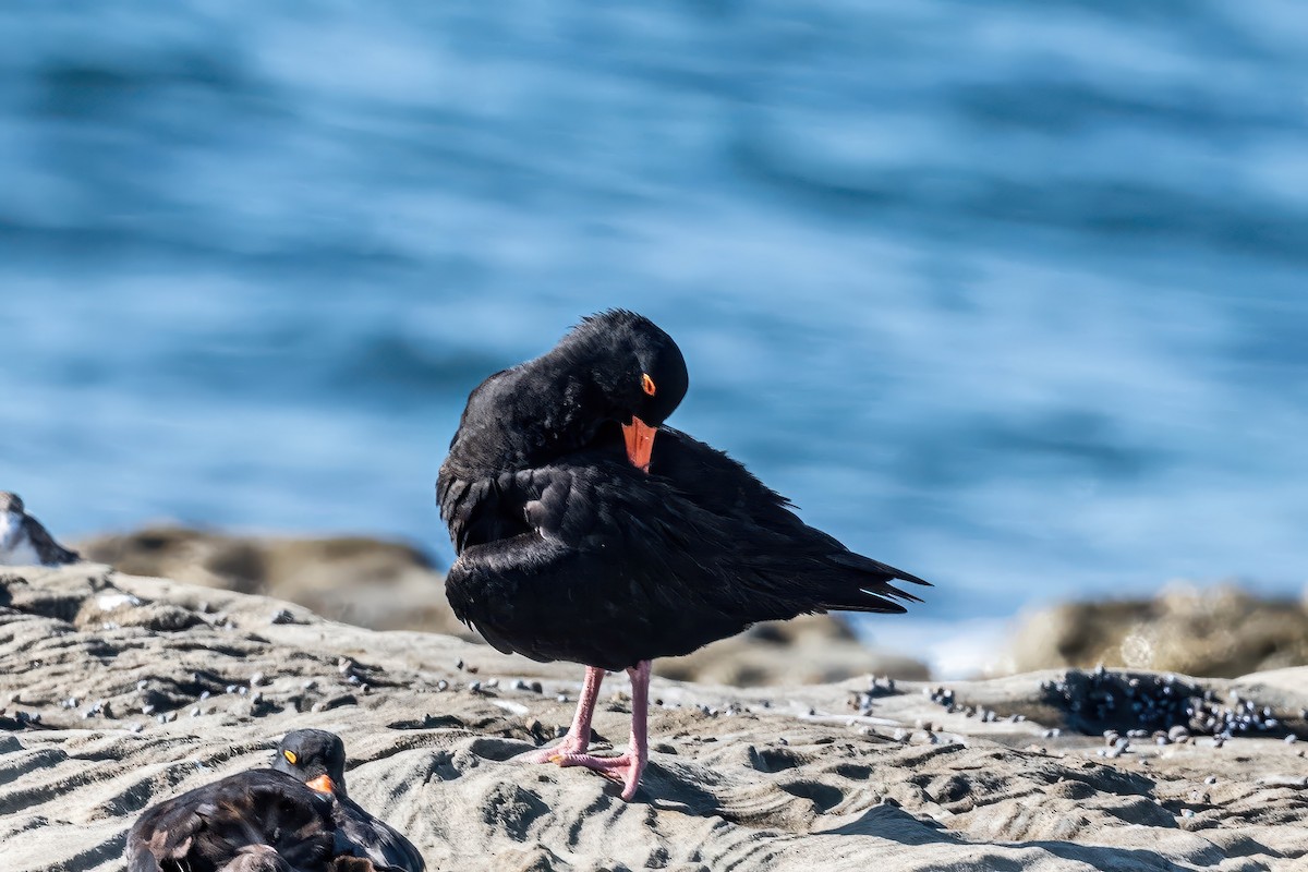 Sooty Oystercatcher - ML647218695