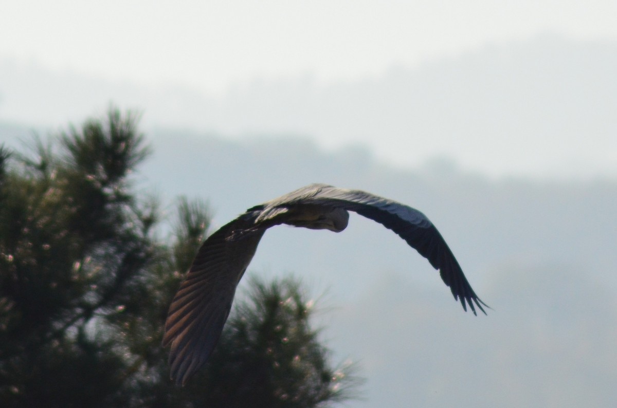 gråhegre - ML647218696