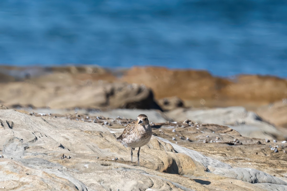 Азийн сүвээ цагаан - ML647218700