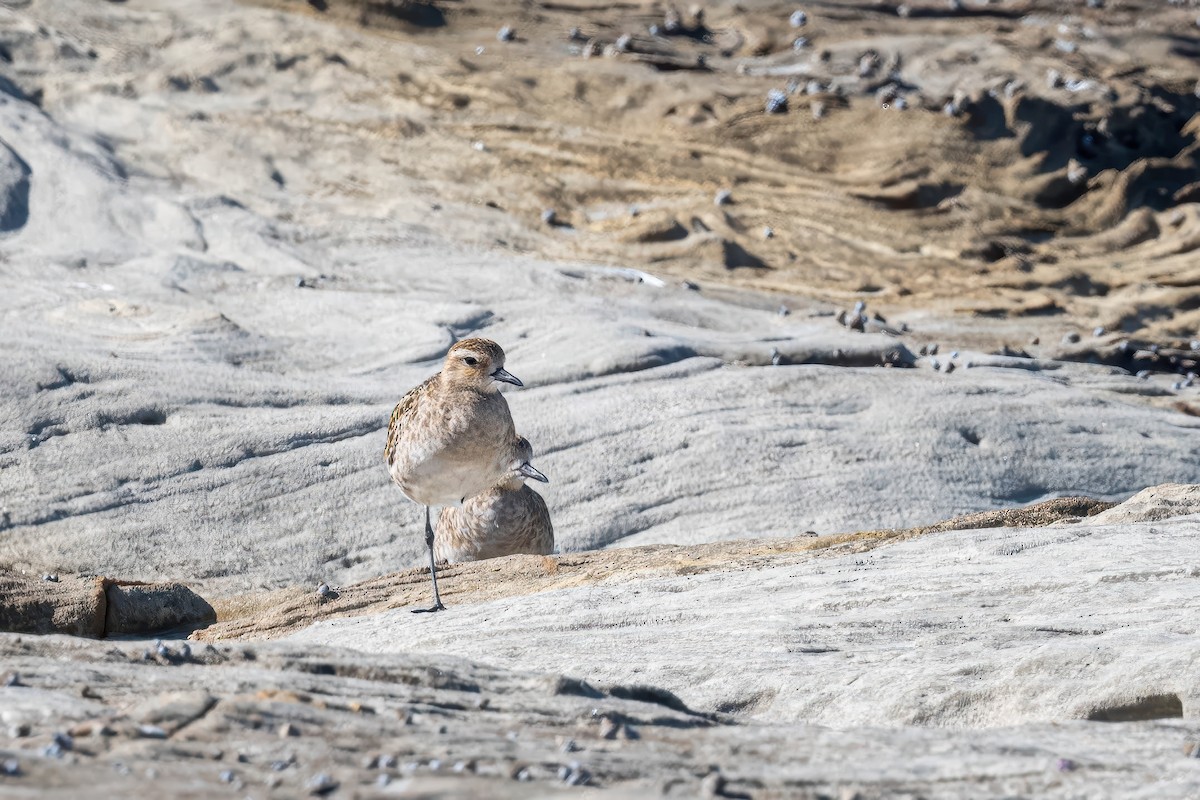 Азийн сүвээ цагаан - ML647218701