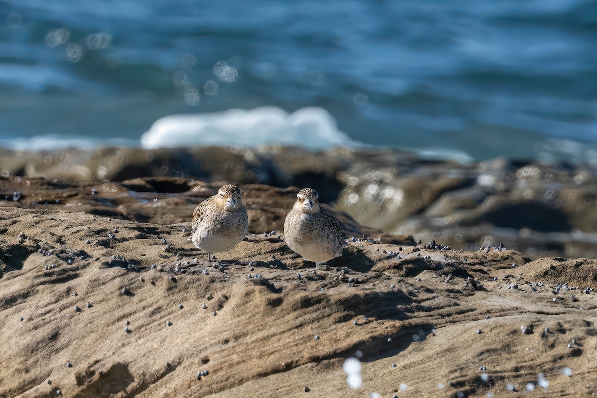 Азийн сүвээ цагаан - ML647218702