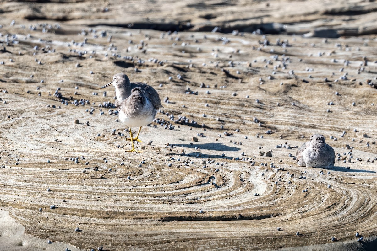 Буурал хөгчүү - ML647218708