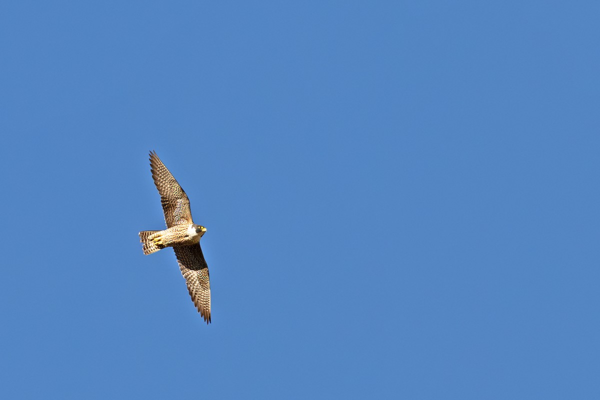 Peregrine Falcon - ML647218716