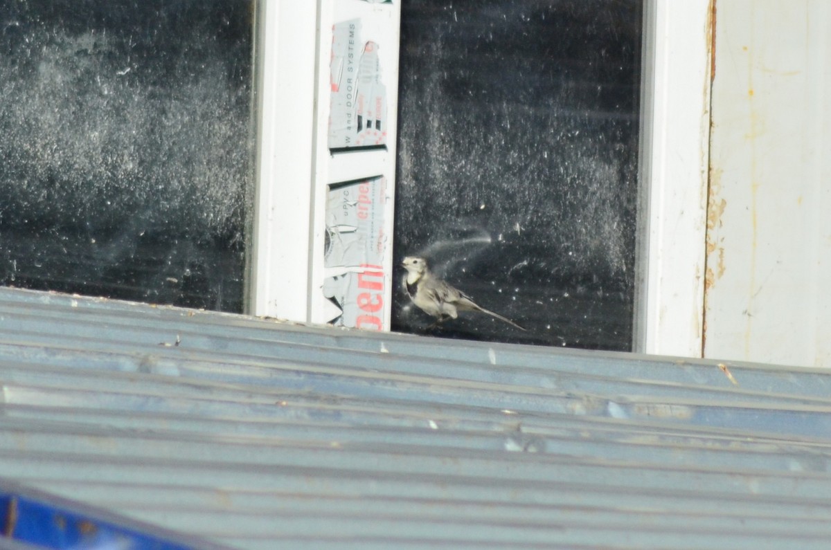 linerle - ML647218717