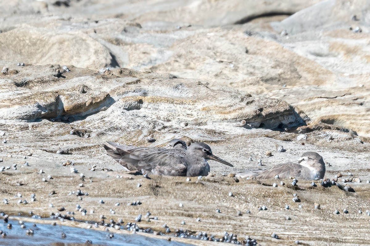 Цэлдэн хөгчүү - ML647218718