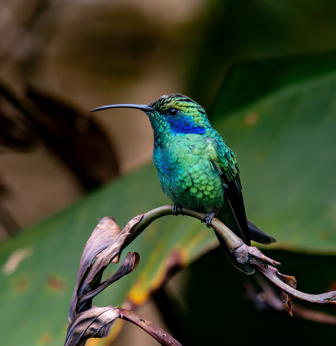 Lesser Violetear - ML647218719
