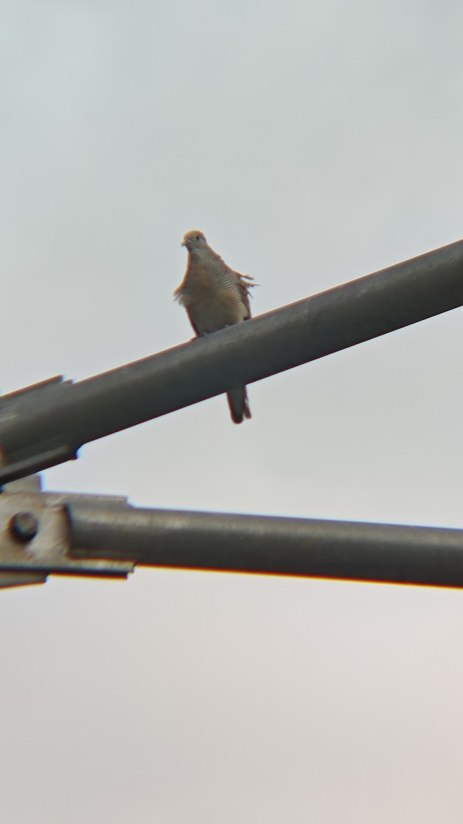 Zebra Dove - ML647218720
