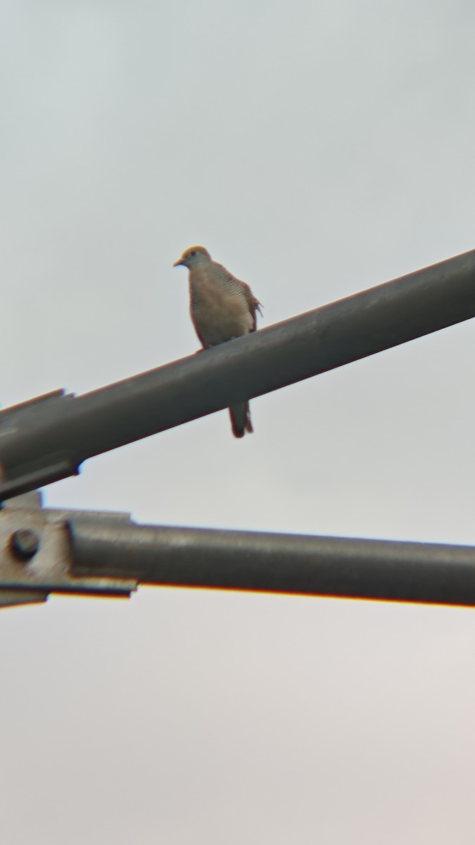 Zebra Dove - ML647218721