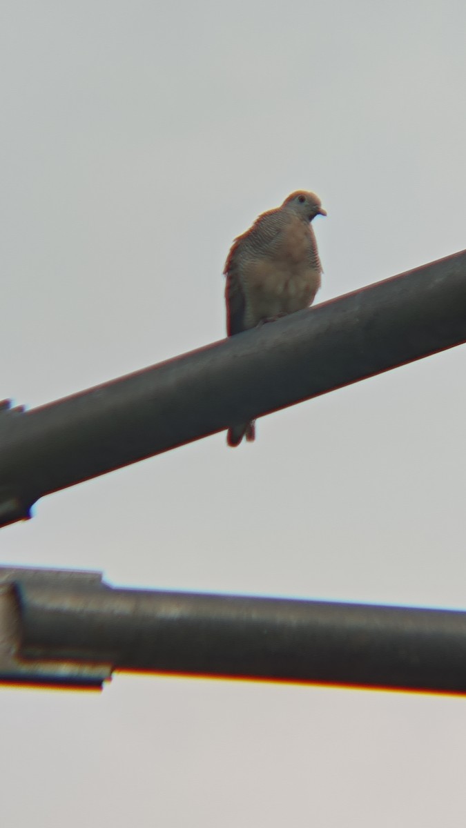 Zebra Dove - ML647218722