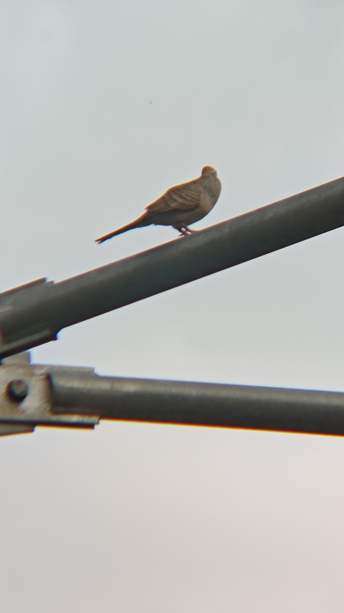 Zebra Dove - ML647218723