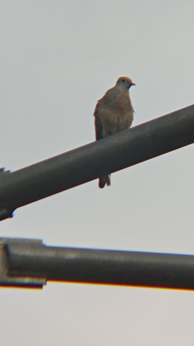 Zebra Dove - ML647218724