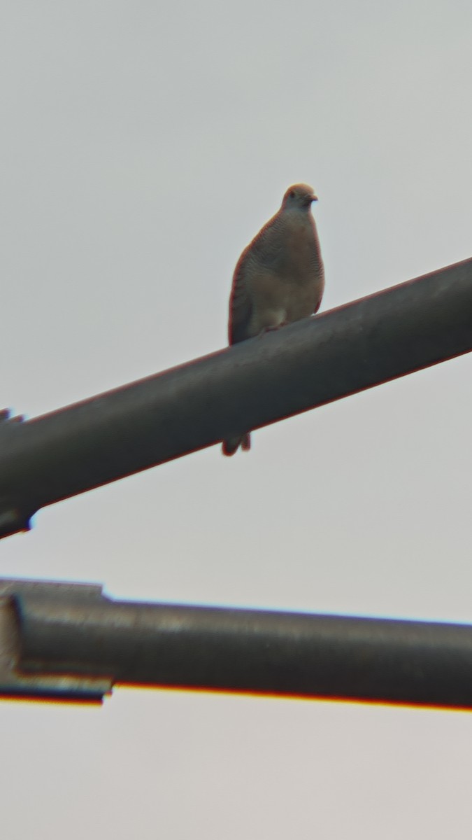 Zebra Dove - ML647218725