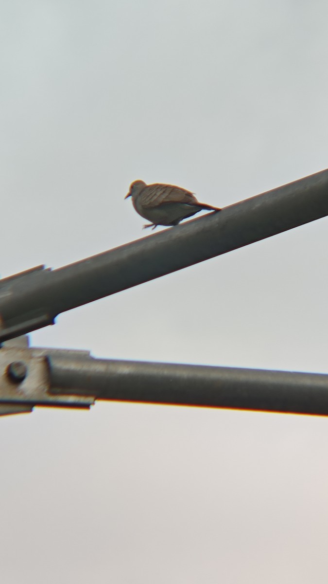 Zebra Dove - ML647218726