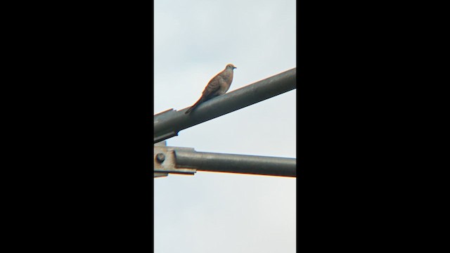 Горлиця смугаста - ML647218728