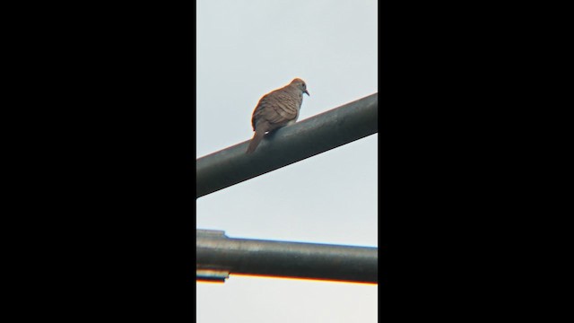 Горлиця смугаста - ML647218729