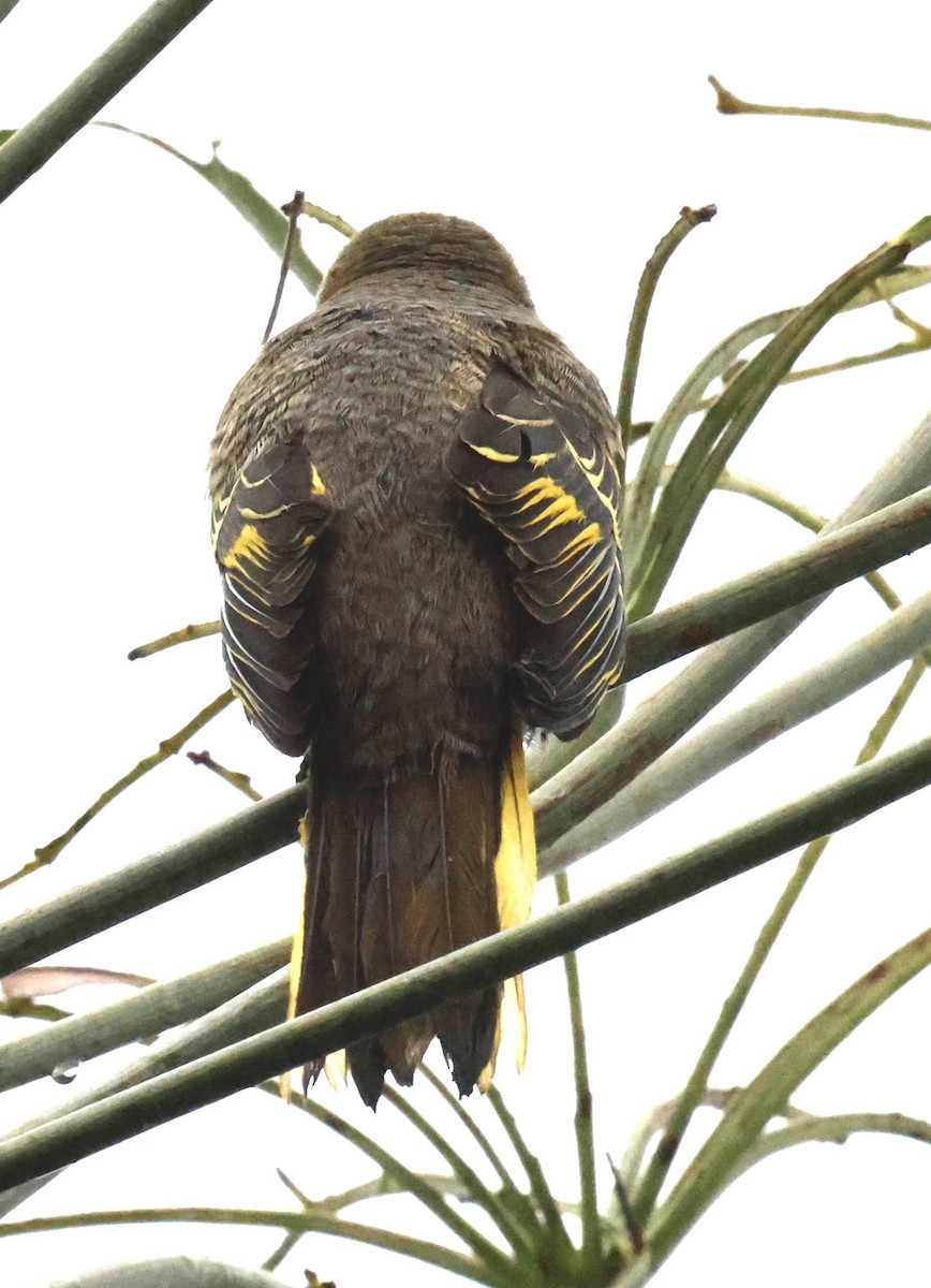 Black Cuckooshrike - ML647218730