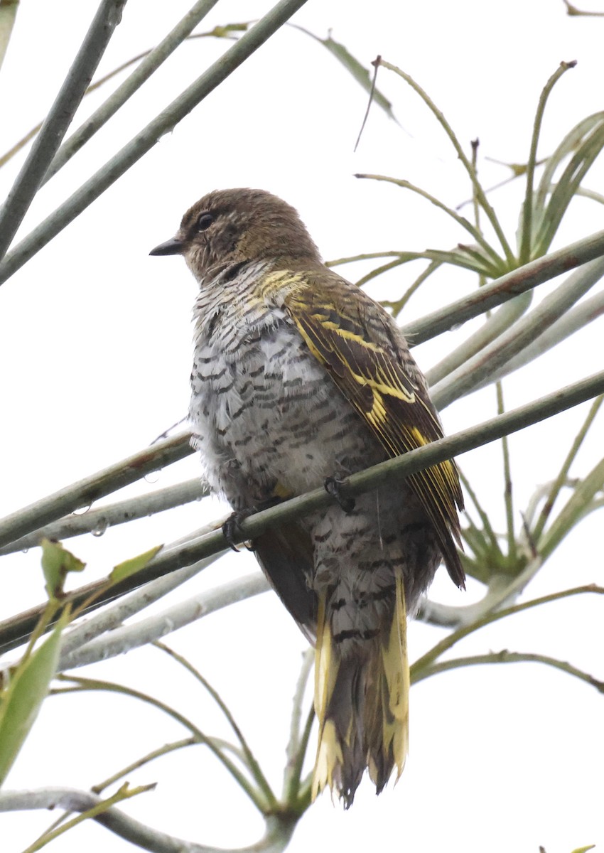 Black Cuckooshrike - ML647218731