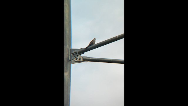 Горлиця смугаста - ML647218732