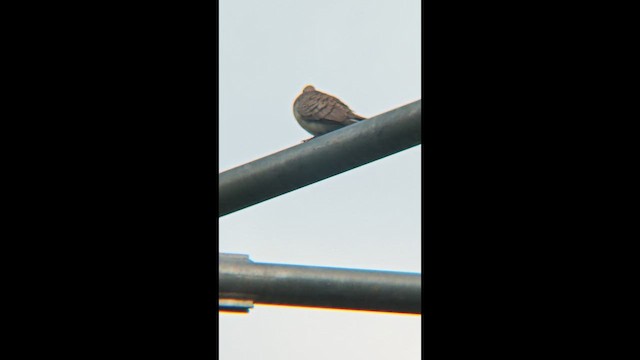 Горлиця смугаста - ML647218733