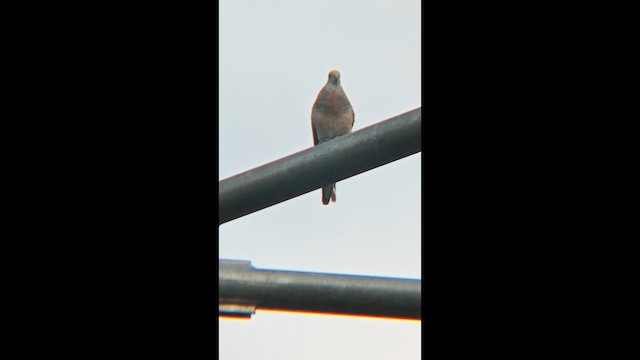 Горлиця смугаста - ML647218734