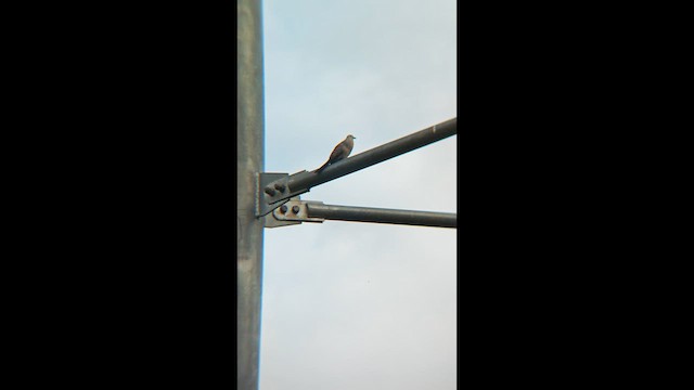 Горлиця смугаста - ML647218735