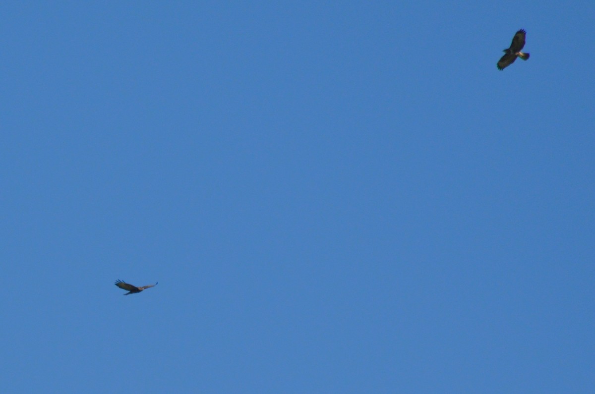 musvåk - ML647218736