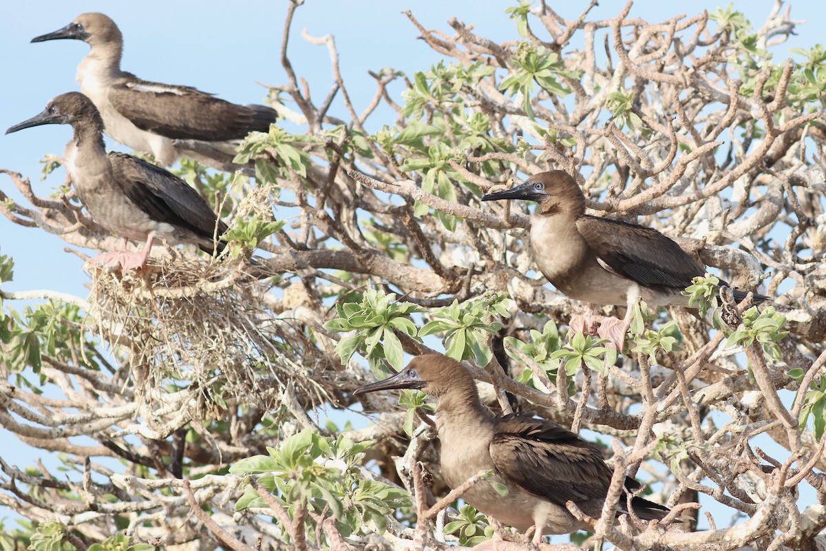 Сула червононога - ML647218743