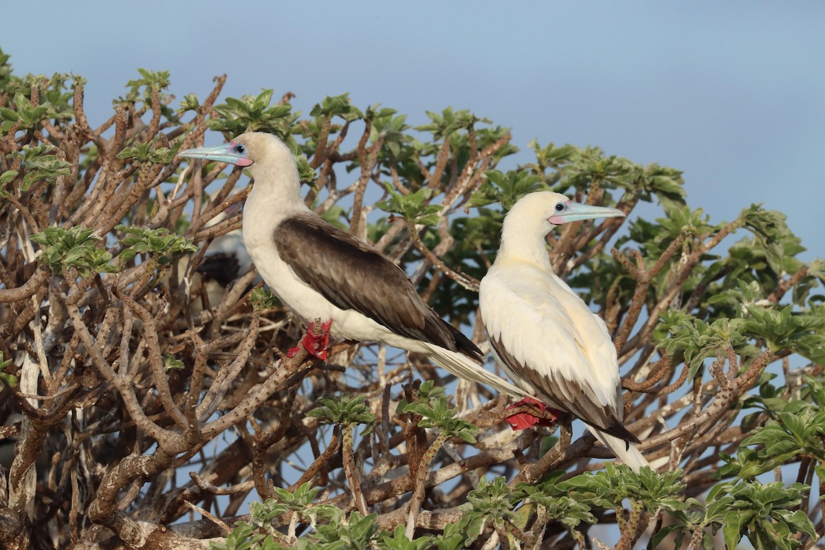 Сула червононога - ML647218744