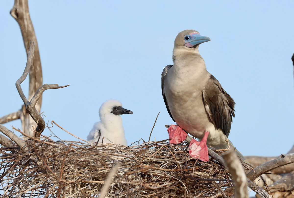 Сула червононога - ML647218745