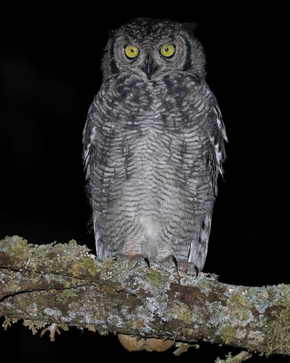 Spotted Eagle-Owl - ML647218747