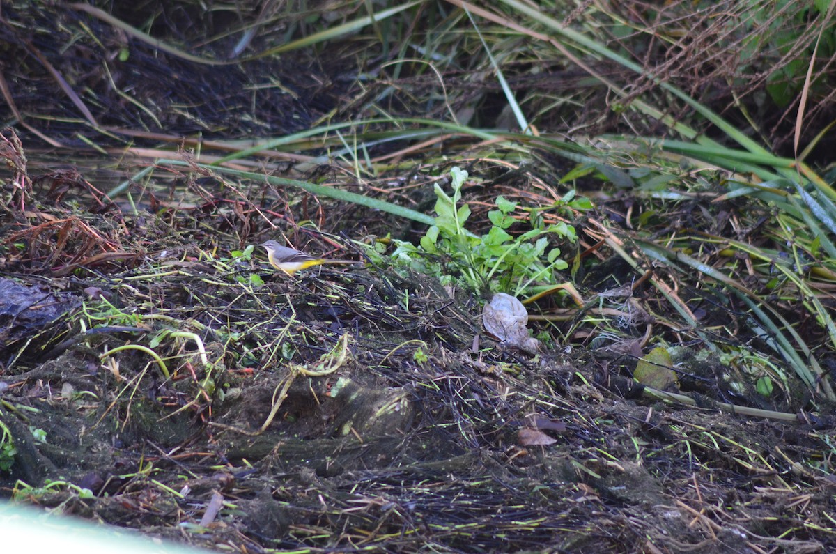 vintererle - ML647218748