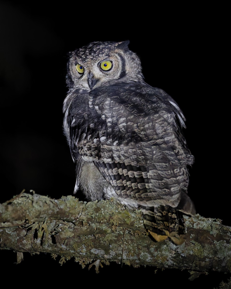 Spotted Eagle-Owl - ML647218755
