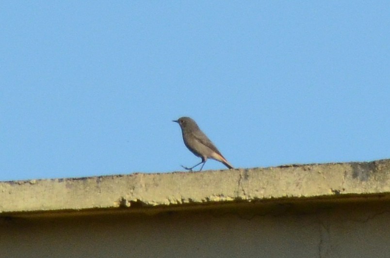 svartrødstjert - ML647218761