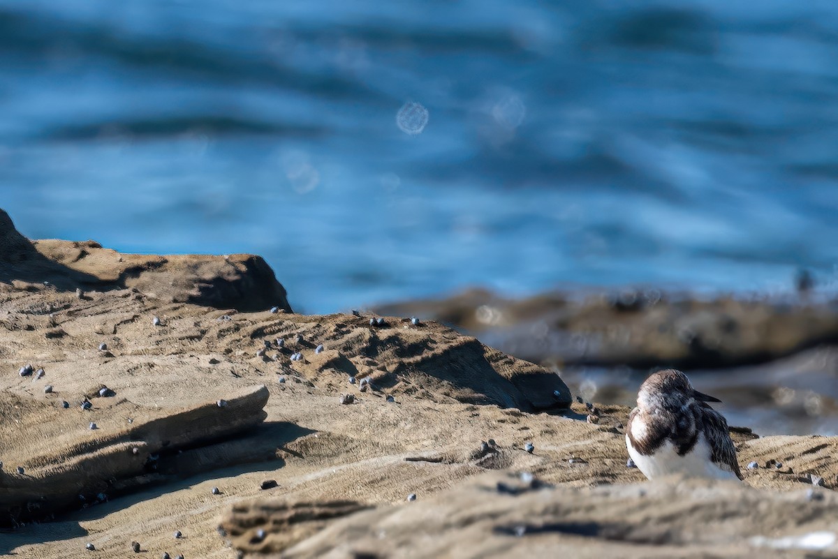 Алаг хайргач - ML647218762