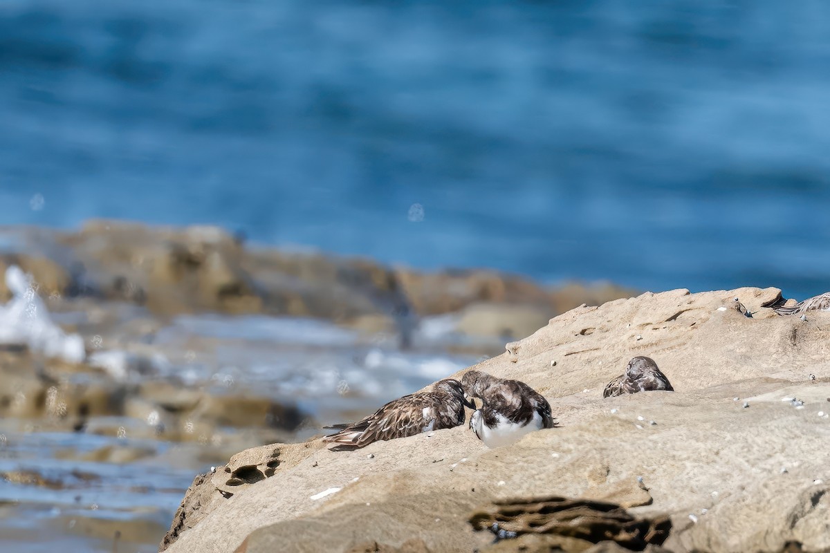 Алаг хайргач - ML647218763