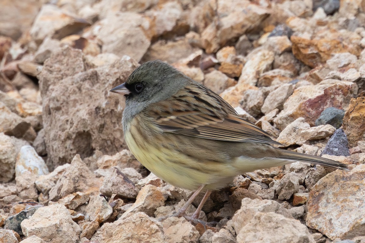 Black-faced Bunting - ML647218764